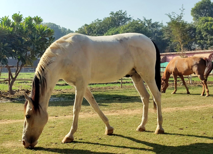 Adagio Riding Stables